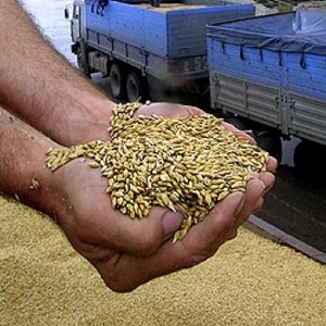 Компания закупает пшеницу