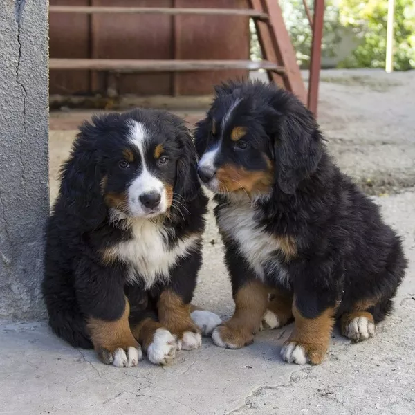 Продам два щенка породы бернский зенненхунд (обе суки)